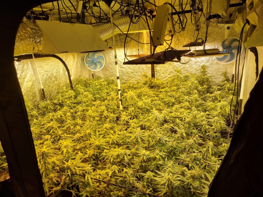 estufa com maconha