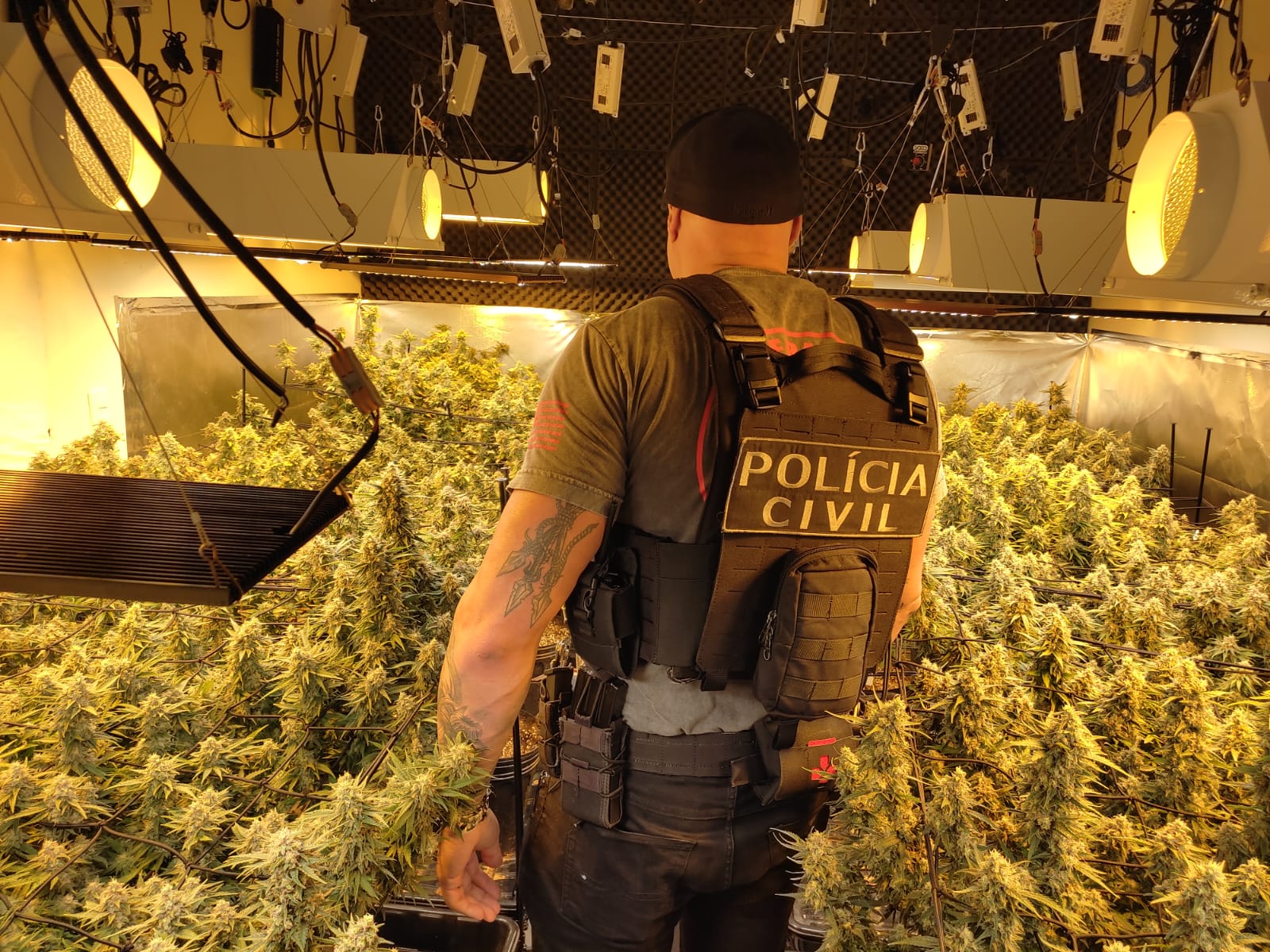 policial civil em frente a uma estufa de maconha