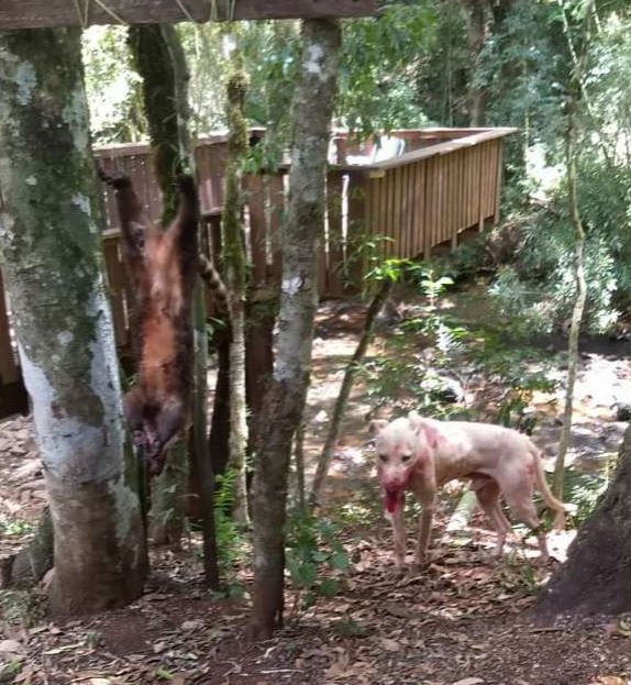 cachorro judiado em uma mata